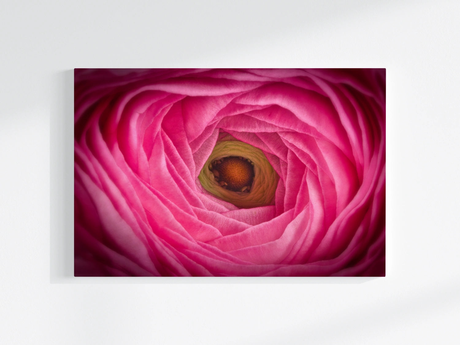 Blumen-Wandbild Auge, makrofotografische Detailaufnahme einer Ranunkel-Blumenblüte mit den Farben pink, grün und gelb
