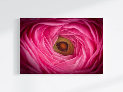 Blumen-Wandbild Auge, makrofotografische Detailaufnahme einer Ranunkel-Blumenblüte mit den Farben pink, grün und gelb