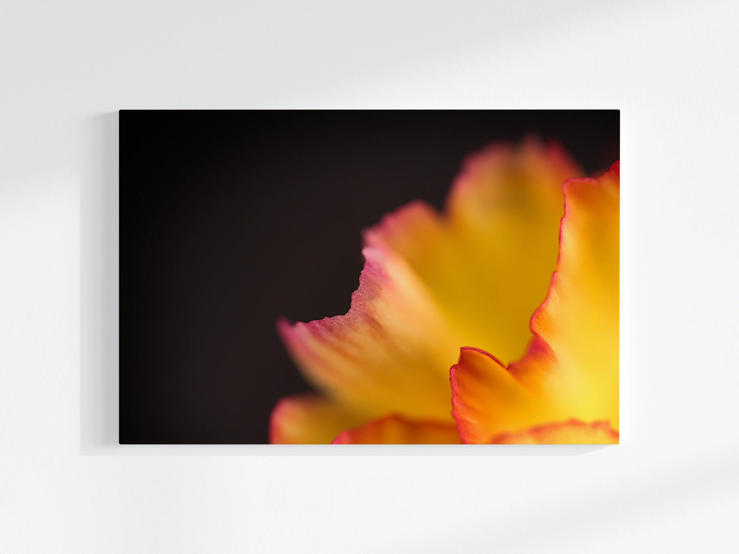 Blumen-Wandbild Fackel, makrofotografische Detailaufnahme einer Blumenblüte in orange und rot vor schwarzem Hintergrund
