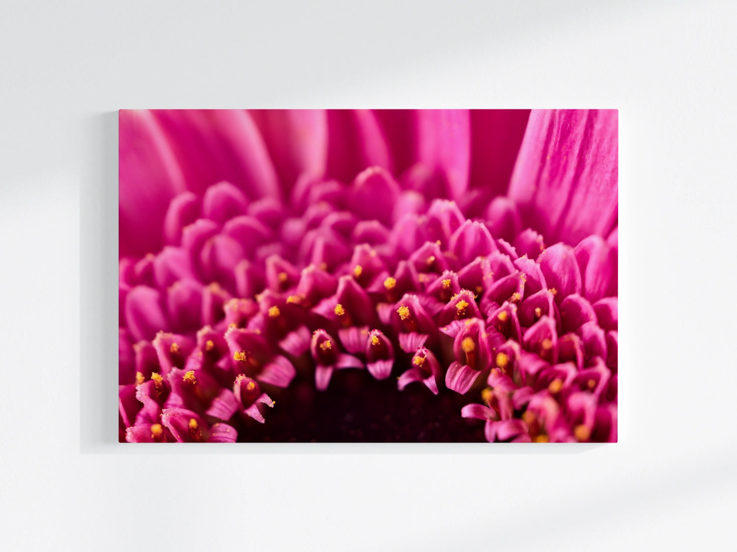 Blumen-Wandbild Goldkranz, makrofotografische Detailaufnahme einer Blumenblüte mit pinker und gelber Farbe