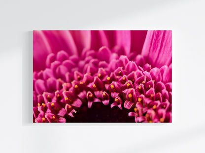 Blumen-Wandbild Goldkranz, makrofotografische Detailaufnahme einer Blumenblüte mit pinker und gelber Farbe