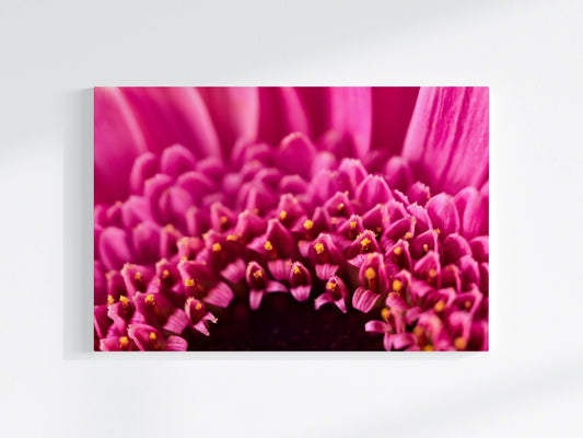 Blumen-Wandbild Goldkranz, makrofotografische Detailaufnahme einer Blumenblüte mit pinker und gelber Farbe