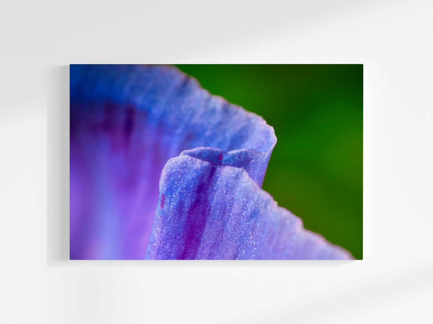 Blumen-Wandbild Gratwanderung, makrofotografische Detailaufnahme einer Blumenblüte in Farbe lila vor grünem Hintergrund