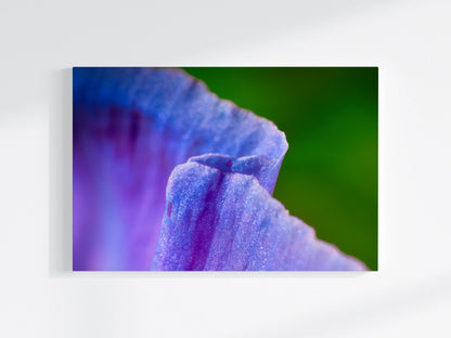Blumen-Wandbild Gratwanderung, makrofotografische Detailaufnahme einer Blumenblüte in Farbe lila vor grünem Hintergrund
