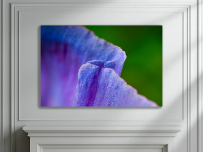 Großformatiges Blumen-Wandbild Gratwanderung an einer Wand mit Stuckverzierung