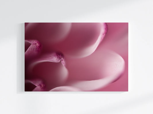 Blumen-Wandbild Muscheln, makrofotografische Detailaufnahme einer Blumenblüte in vor allem pinker und weißer Farbe