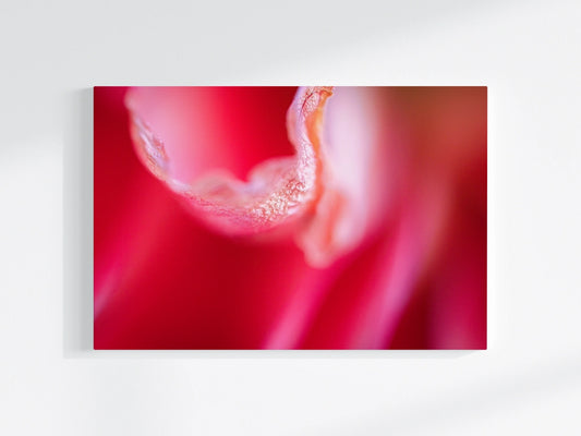 Blumen-Wandbild Roter Samt, makrofotografische Detailaufnahme einer Blumenblüte in vor allem roter und weißer Farbe