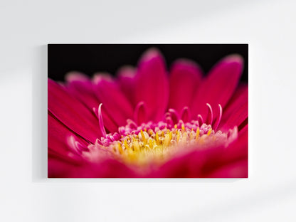 Blumen-Wandbild Rotkelch, seitliche makrofotografische Detailaufnahme einer Blumenblüte in den Farben rot und gelb