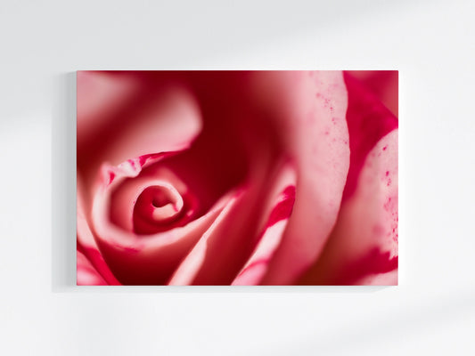 Blumen-Wandbild Rotweissblüte, makrofotografische Detailaufnahme einer Rosen-Blumenblüte in den Farben rot und weiß