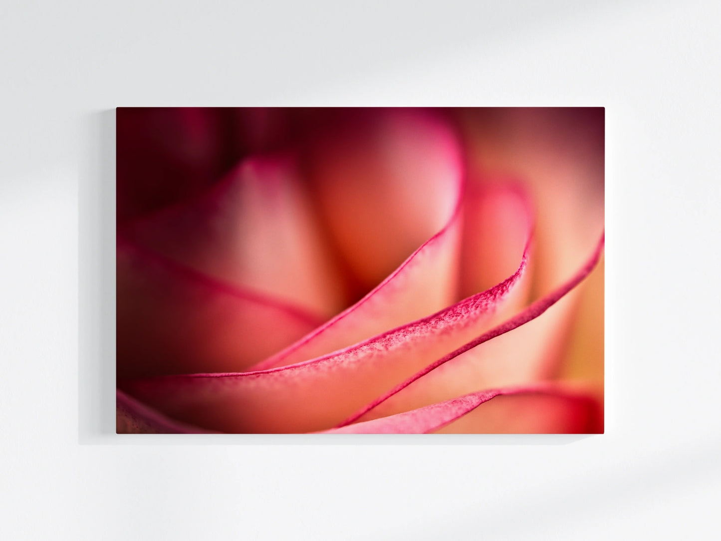 Blumen-Wandbild Rubinband, makrofotografische Detailaufnahme einer Rosen-Blumenblüte mit rotem Rand