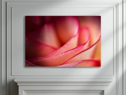 Großformatiges Blumen-Wandbild Rubinband an einer Wand mit Stuckverzierung