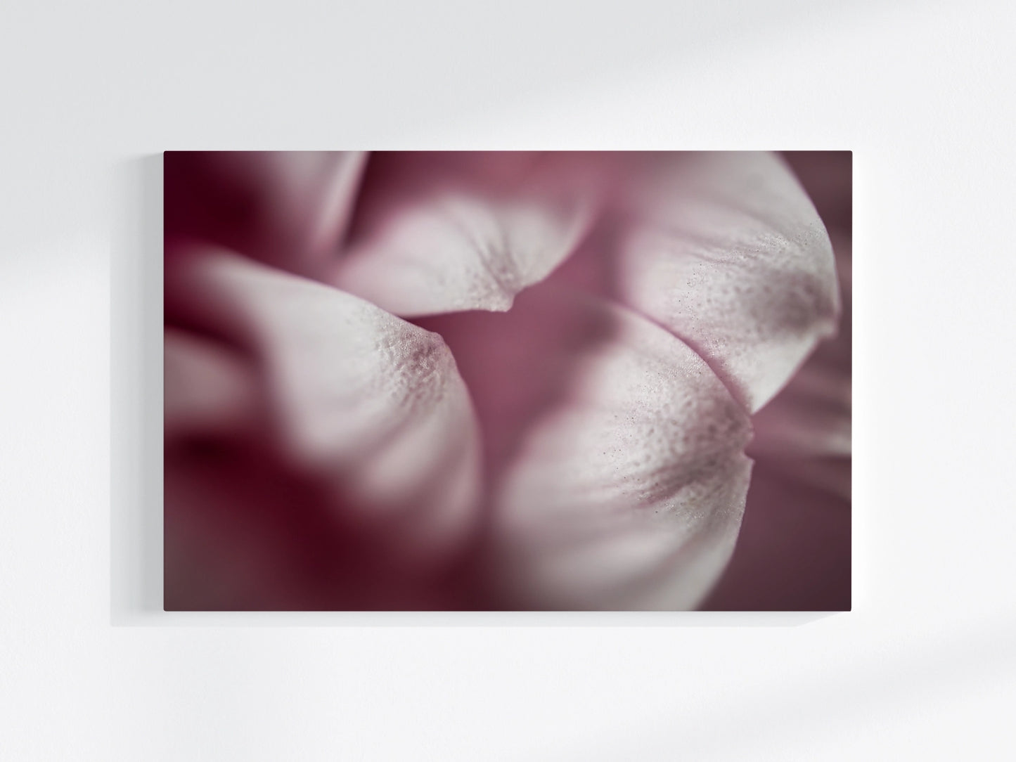 Blumen-Wandbild Schneeweisschen, makrofotografische Detailaufnahme einer Blumenblüte in verschiedenen Weißtönen