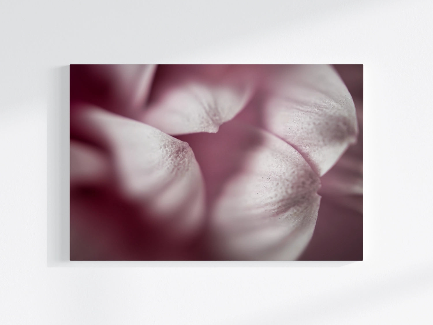 Blumen-Wandbild Schneeweisschen, makrofotografische Detailaufnahme einer Blumenblüte in verschiedenen Weißtönen