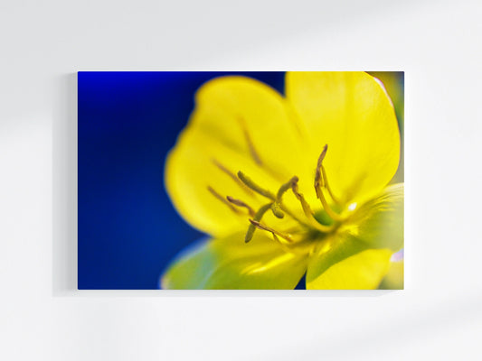Blumen-Wandbild Sonnengelb auf Blau, makrofotografische Detailaufnahme einer Blumenblüte in Farbe gelb vor blauem Hintergrund